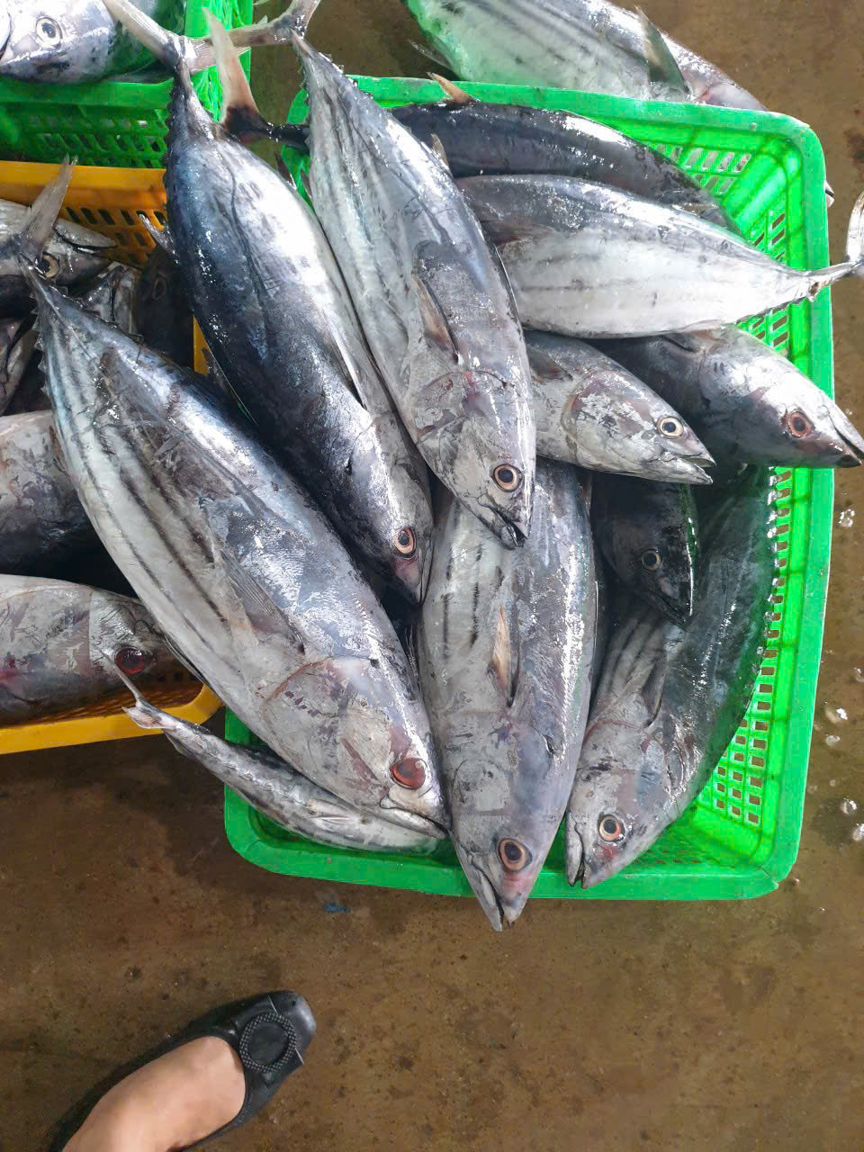 Vannamei Prawn