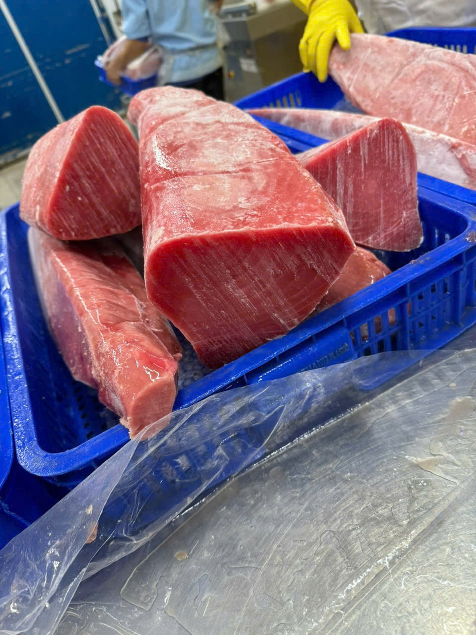 Skipjack Tuna