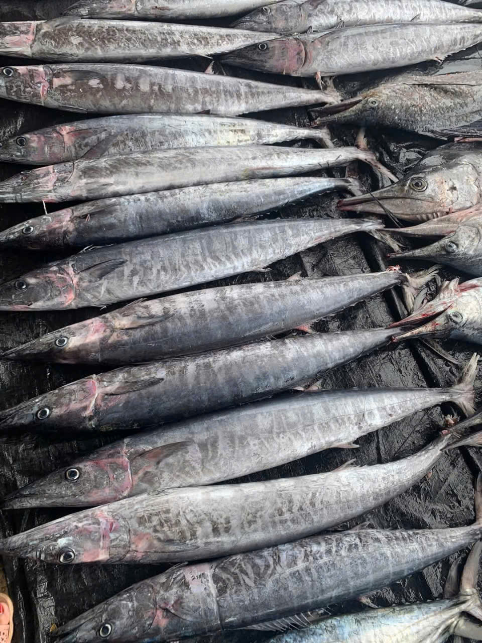 Pangasius Steak