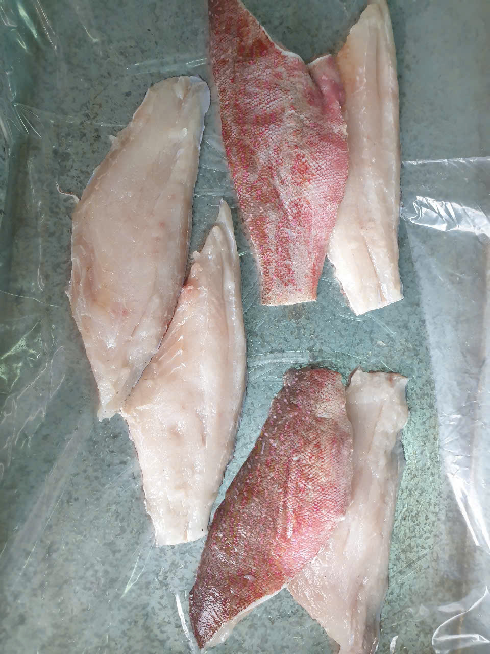 Tilapia WR