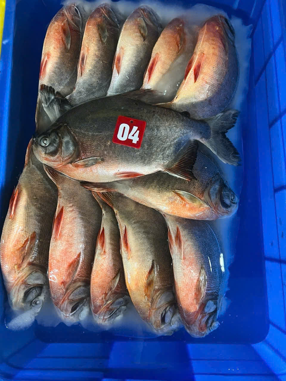 Seafood