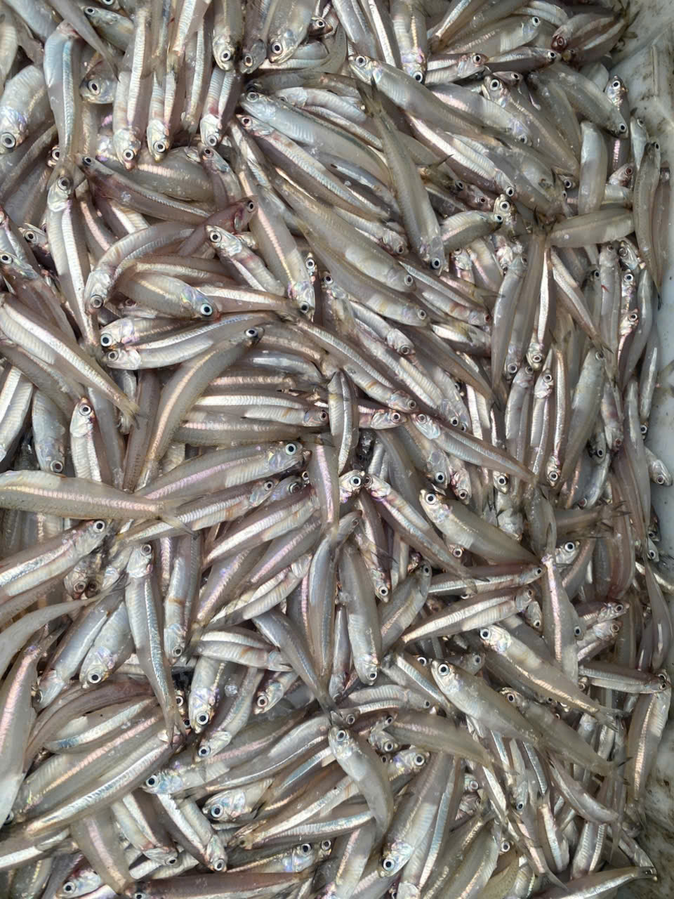 Frozen Squid