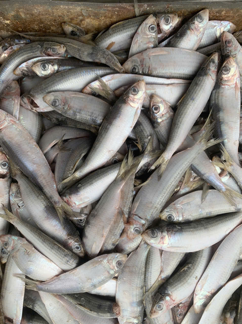 Pangasius Fillet