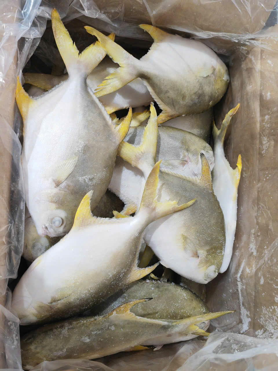 Fish products
