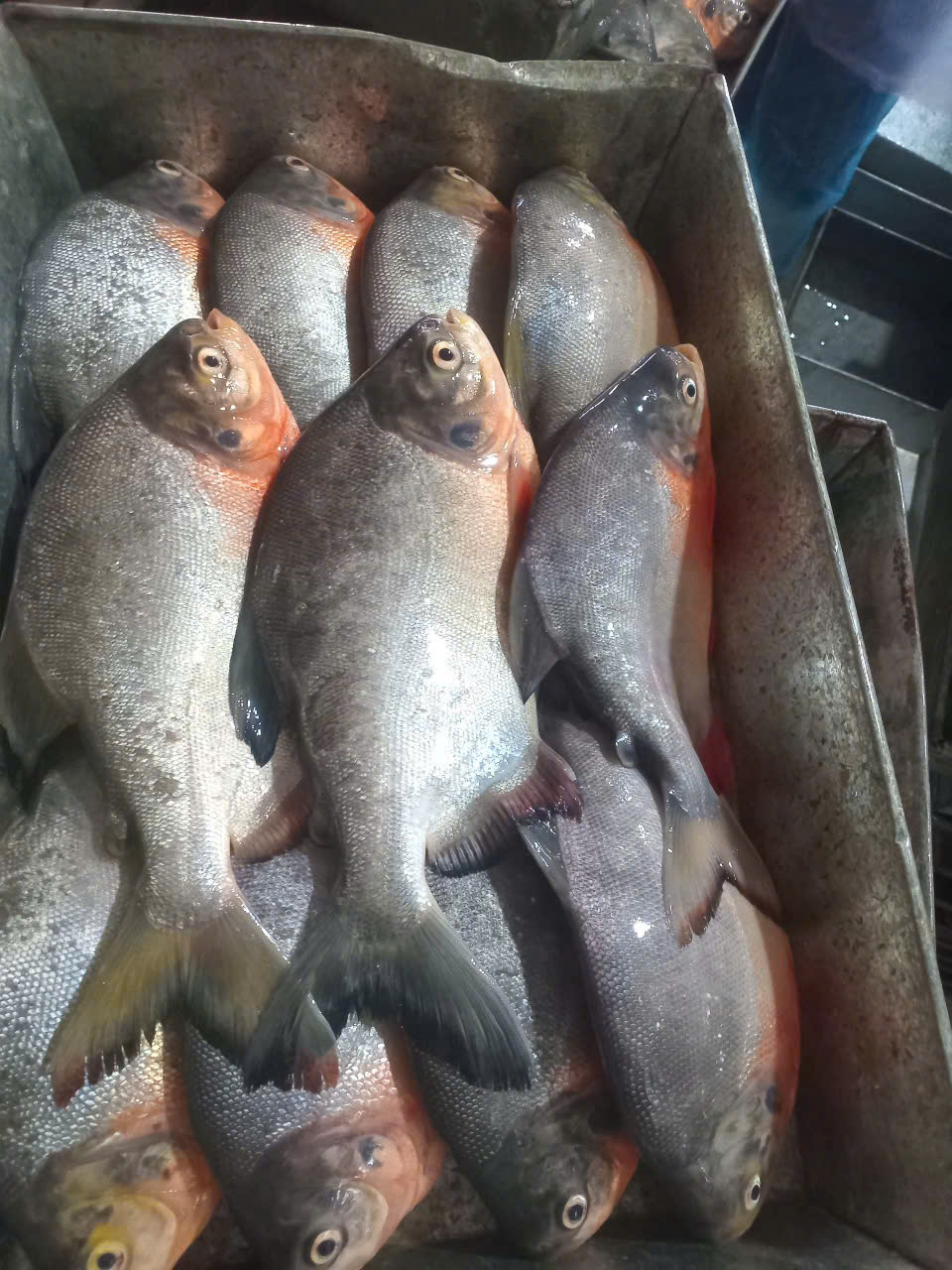 Fish products